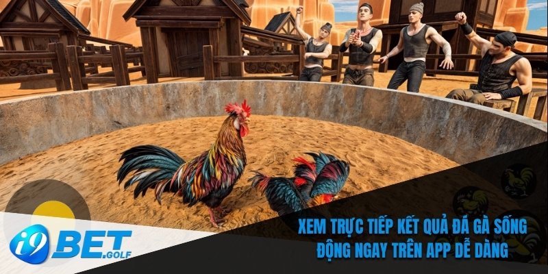 Xem trực tiếp kết quả đá gà sống động ngay trên app dễ dàng